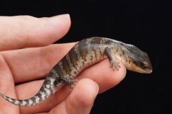 画像3: キメラアオジタトカゲ