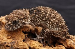 画像2: アスパータマオヤモリ　ペア