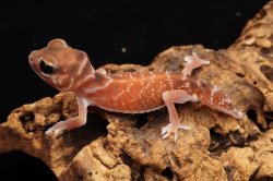 画像4: ナメハダタマオヤモリ　レッド