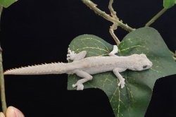 画像2: ウェリントンイシヤモリ　ペア