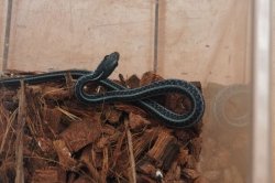 画像6: フロリダブルーガータースネーク　♂　A個体