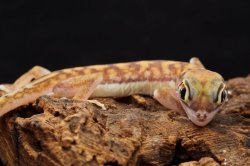 画像8: ミズカキヤモリ　ペア