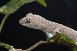 画像10: ウェリントンイシヤモリ　ペア