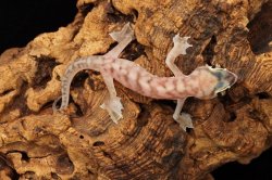 画像3: ミズカキヤモリ　ペア