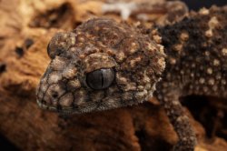 画像6: アスパータマオヤモリ　ペア