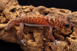 画像6: セスジタマオヤモリ　ペア