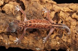 画像3: セスジタマオヤモリ　ペア