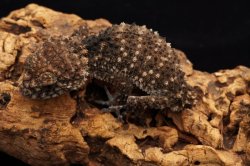 画像3: アスパータマオヤモリ　ペア