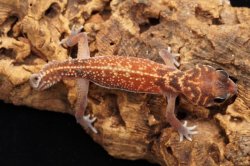 画像7: セスジタマオヤモリ　ペア