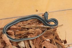 画像2: フロリダブルーガータースネーク　♂　A個体