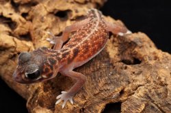 画像5: セスジタマオヤモリ　ペア