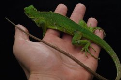 画像3: レッサーアンティルイグアナ  ペア