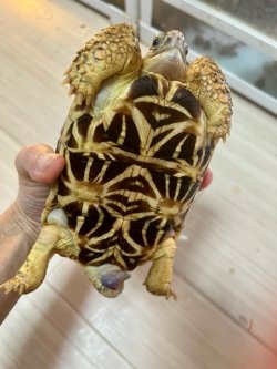 画像6: インドホシガメＤ個体（完売しました）