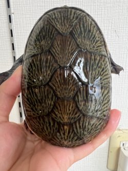 画像5: ハラガケガメ　オス　完売しました