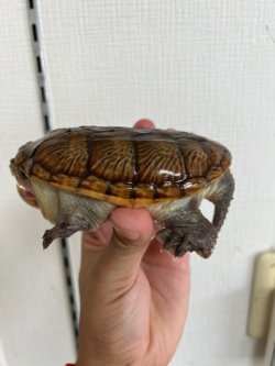 画像2: ハラガケガメ　オス　完売しました