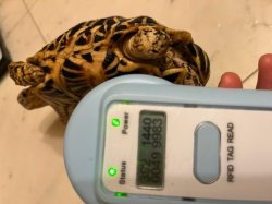 画像6: インドホシガメ　G個体♂お迎え頂きました♪