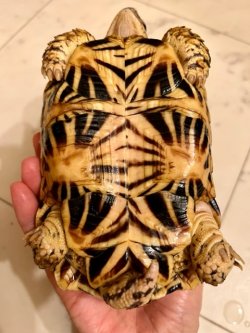 画像4: インドホシガメ　G個体♂お迎え頂きました♪