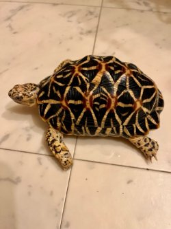 画像2: インドホシガメ　G個体♂お迎え頂きました♪