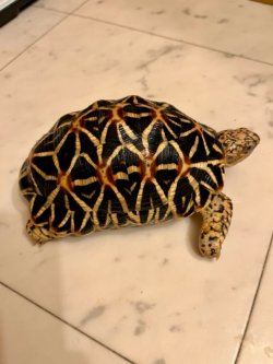 画像3: インドホシガメ　G個体♂お迎え頂きました♪