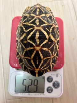 画像2: インドホシガメＥ個体♂お迎え頂きました♪