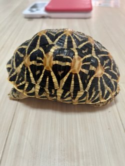 画像6: インドホシガメＩ個体♂お迎え頂きました