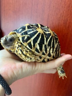 画像7: インドホシガメＩ個体♂お迎え頂きました