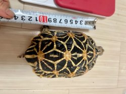 画像5: インドホシガメＩ個体♂お迎え頂きました