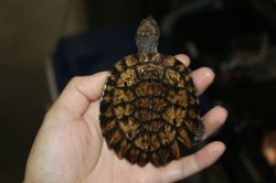 画像1: ノコヘリカブトガメ　c個体　完売しました