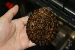 画像1: ノコヘリカブトガメ　A個体　完売しました