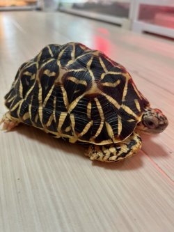 画像1: インドホシガメＪ個体♂