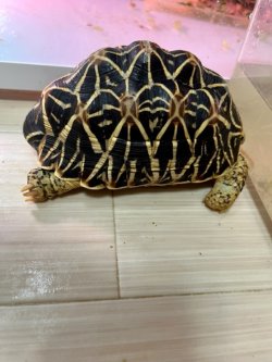 画像5: インドホシガメＬ個体♂お迎えいただきました