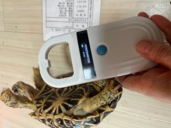 画像7: インドホシガメＬ個体♂お迎えいただきました