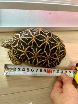 画像2: インドホシガメＬ個体♂お迎えいただきました
