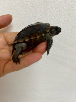 画像5: ヒラセガメＥＵＣＢ