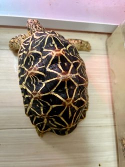 画像3: インドホシガメＬ個体♂お迎えいただきました