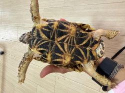 画像4: インドホシガメＪ個体♂お迎え頂きました