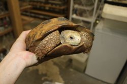 画像6: セレベスリクガメ　A♀