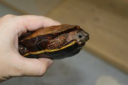 画像6: ハイナンスペングラーヤマガメ　ペア(ペア価格)