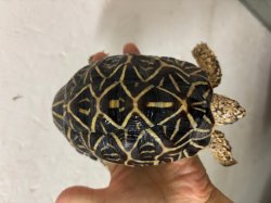 画像4: インドホシガメ♂