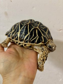 画像3: インドホシガメ♂