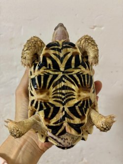 画像5: インドホシガメ♂