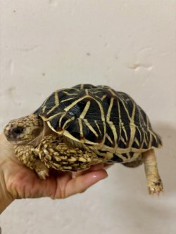 画像2: インドホシガメ♂