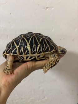 画像6: インドホシガメ♂