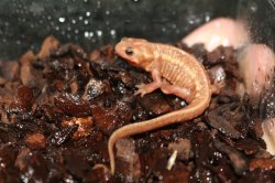 画像1: オキナワシリケンイモリ　アルビノ　B個体