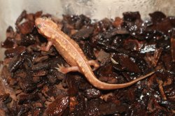 画像2: オキナワシリケンイモリ　アルビノ　B個体