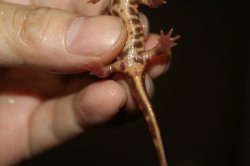 画像4: オキナワシリケンイモリ　アルビノ　A個体　(金粉多)