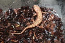 画像2: オキナワシリケンイモリ　アルビノ　A個体　(金粉多)