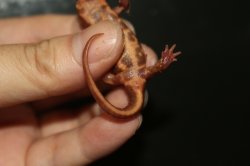画像3: オキナワシリケンイモリ　アルビノ　B個体
