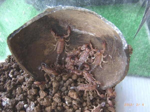 画像5: シャイニーバローベビー (5)