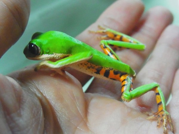 画像5: テヅカミネコメガエル☆ペア (5)